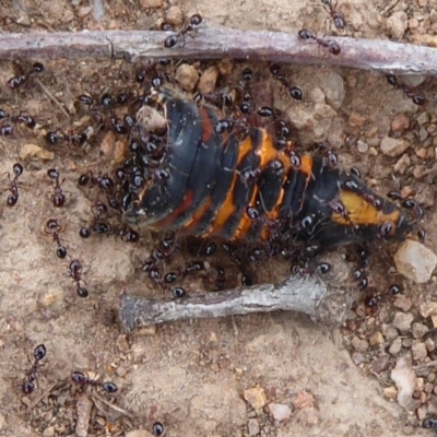 Monomorium sp. (genus) (A Monomorium ant) at Belconnen, ACT - 11 Dec 2018 by Christine