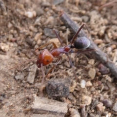 Iridomyrmex purpureus (Meat Ant) at Lake Ginninderra - 11 Dec 2018 by Christine