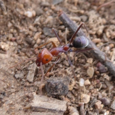 Iridomyrmex purpureus (Meat Ant) at Belconnen, ACT - 11 Dec 2018 by Christine