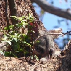 Trichosurus vulpecula (Common Brushtail Possum) at Lake Burley Griffin West - 12 Dec 2018 by Christine