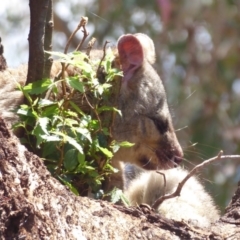 Trichosurus vulpecula at Acton, ACT - 12 Dec 2018