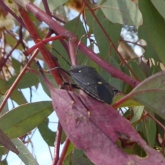 Poecilometis patruelis (Gum Tree Shield Bug) at Acton, ACT - 12 Dec 2018 by Christine