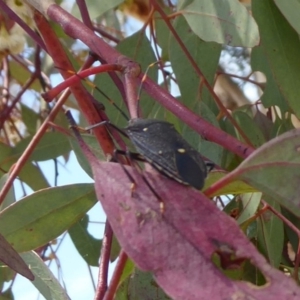 Poecilometis patruelis at Acton, ACT - 12 Dec 2018 11:32 AM