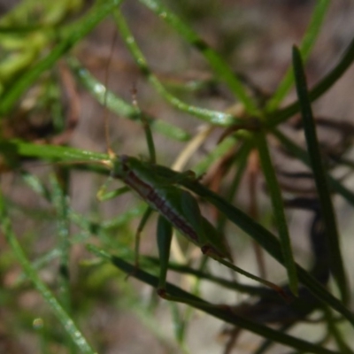 Conocephalus sp. (genus) (A Tussock Katydid) at Black Mountain - 12 Dec 2018 by Christine