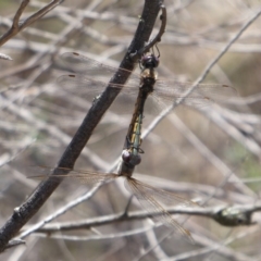 Hemicordulia tau (Tau Emerald) at Hackett, ACT - 12 Dec 2018 by Christine