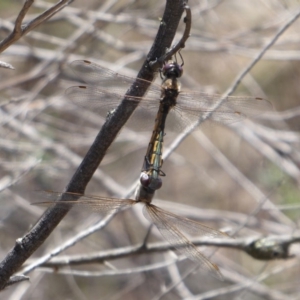 Hemicordulia tau at Point 4999 - 12 Dec 2018 12:00 PM