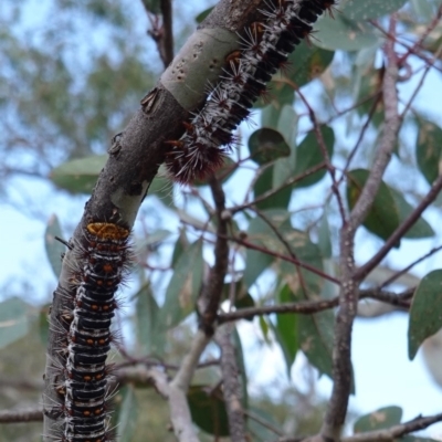 Chelepteryx collesi (White-stemmed Gum Moth) at Red Hill to Yarralumla Creek - 12 Dec 2018 by JackyF