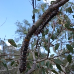 Chelepteryx collesi at Hughes, ACT - 12 Dec 2018