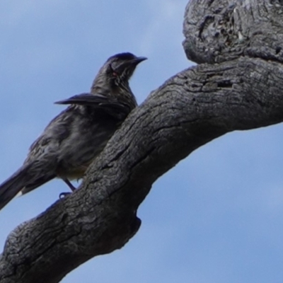 Anthochaera carunculata (Red Wattlebird) at Red Hill to Yarralumla Creek - 12 Dec 2018 by JackyF