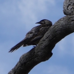 Anthochaera carunculata at Deakin, ACT - 12 Dec 2018