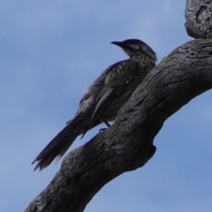 Anthochaera carunculata at Deakin, ACT - 12 Dec 2018