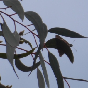 Hesperilla idothea at Point 4999 - 12 Dec 2018 12:36 PM