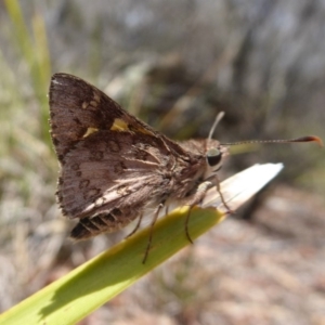 Trapezites phigalioides at Point 4999 - 12 Dec 2018