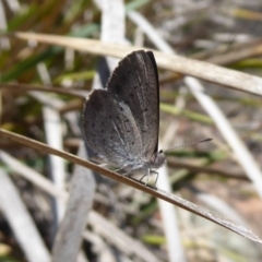 Erina acasta (Blotched Dusky-blue) at Point 4999 - 12 Dec 2018 by Christine