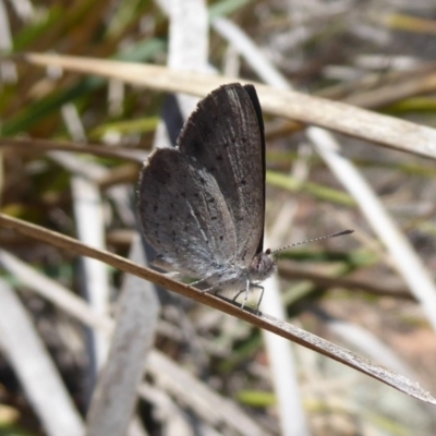 Erina acasta (Blotched Dusky-blue) at Black Mountain - 12 Dec 2018 by Christine