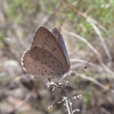 Erina hyacinthina (Varied Dusky-blue) at Black Mountain - 12 Dec 2018 by Christine