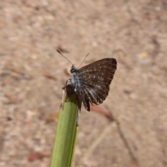 Neolucia agricola (Fringed Heath-blue) at Point 4999 - 12 Dec 2018 by Christine