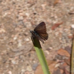 Neolucia agricola at Hackett, ACT - 12 Dec 2018