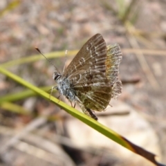 Neolucia agricola (Fringed Heath-blue) at Black Mountain - 12 Dec 2018 by Christine