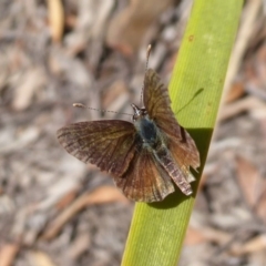 Neolucia agricola at Point 4999 - 12 Dec 2018