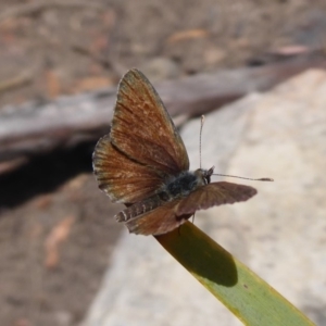 Neolucia agricola at Point 4999 - 12 Dec 2018