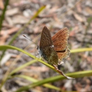 Neolucia agricola at Undefined Area - 12 Dec 2018 12:13 PM