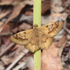 Netrocoryne repanda (Bronze Flat) at Hackett, ACT - 12 Dec 2018 by Christine