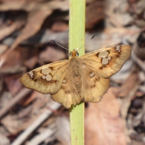 Netrocoryne repanda at Hackett, ACT - 12 Dec 2018