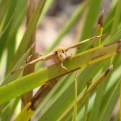 Netrocoryne repanda at Hackett, ACT - 12 Dec 2018