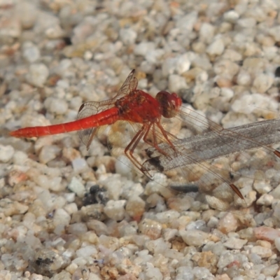 Diplacodes haematodes (Scarlet Percher) at Tennent, ACT - 9 Dec 2018 by michaelb