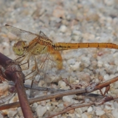 Diplacodes haematodes (Scarlet Percher) at Paddys River, ACT - 9 Dec 2018 by MichaelBedingfield