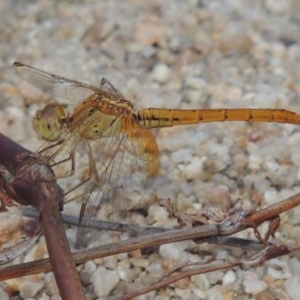 Diplacodes haematodes at Paddys River, ACT - 9 Dec 2018 06:18 PM