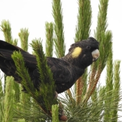 Zanda funerea (Yellow-tailed Black-Cockatoo) at Conder, ACT - 12 Dec 2018 by CorinPennock