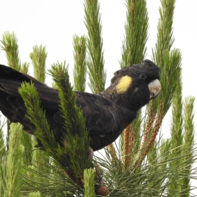 Zanda funerea (Yellow-tailed Black-Cockatoo) at Conder, ACT - 11 Dec 2018 by CorinPennock