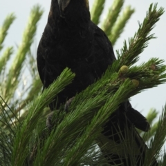 Zanda funerea at Conder, ACT - 12 Dec 2018