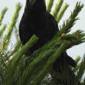 Zanda funerea at Conder, ACT - 12 Dec 2018