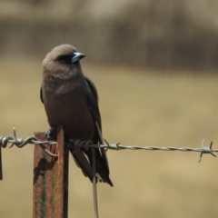 Artamus cyanopterus (Dusky Woodswallow) at Booth, ACT - 25 Nov 2018 by CorinPennock