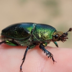 Lamprima aurata (Golden stag beetle) at Canberra, ACT - 12 Dec 2018 by Laserchemisty