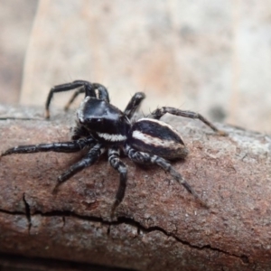 Jotus sp. (genus) at Cotter River, ACT - 24 Nov 2018