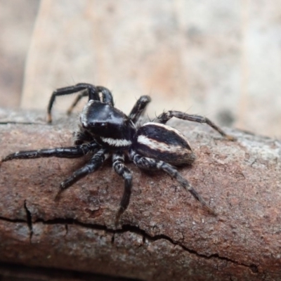 Jotus sp. (genus) (Unidentified Jotus Jumping Spider) at Namadgi National Park - 24 Nov 2018 by Laserchemisty