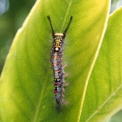 Acyphas semiochrea (Omnivorous Tussock Moth) at Spence, ACT - 28 Sep 2018 by Laserchemisty