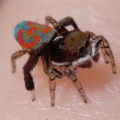 Maratus pavonis (Dunn's peacock spider) at Spence, ACT - 17 Nov 2018 by Laserchemisty