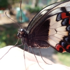 Papilio aegeus (Orchard Swallowtail, Large Citrus Butterfly) at Spence, ACT - 29 Oct 2018 by Laserchemisty