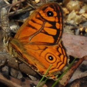 Geitoneura acantha at Paddys River, ACT - 12 Dec 2018