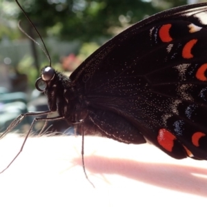 Papilio aegeus at Spence, ACT - 10 Nov 2018