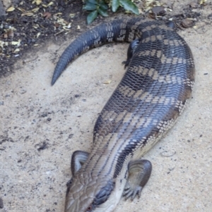 Tiliqua scincoides scincoides at Spence, ACT - 26 Oct 2018 02:42 PM