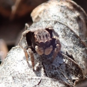 Maratus vespertilio at Spence, ACT - suppressed