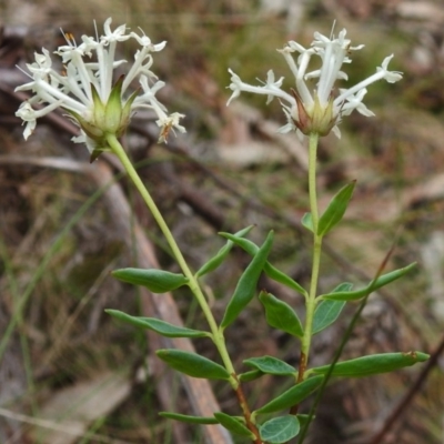 Pimelea treyvaudii (Grey Riceflower) at Tidbinbilla Nature Reserve - 12 Dec 2018 by JohnBundock