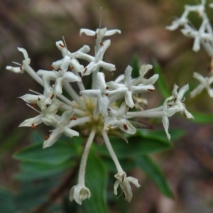 Pimelea treyvaudii at Paddys River, ACT - 12 Dec 2018 04:25 PM