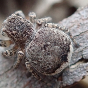 Maratus vespertilio at Spence, ACT - 17 Nov 2018